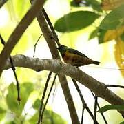 Chestnut-breasted Chlorophonia