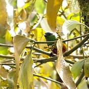 Chestnut-breasted Chlorophonia