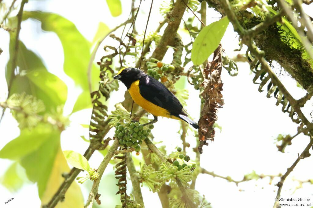 Orange-bellied Euphonia male adult breeding