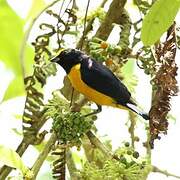 Orange-bellied Euphonia