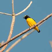 Scrub Euphonia