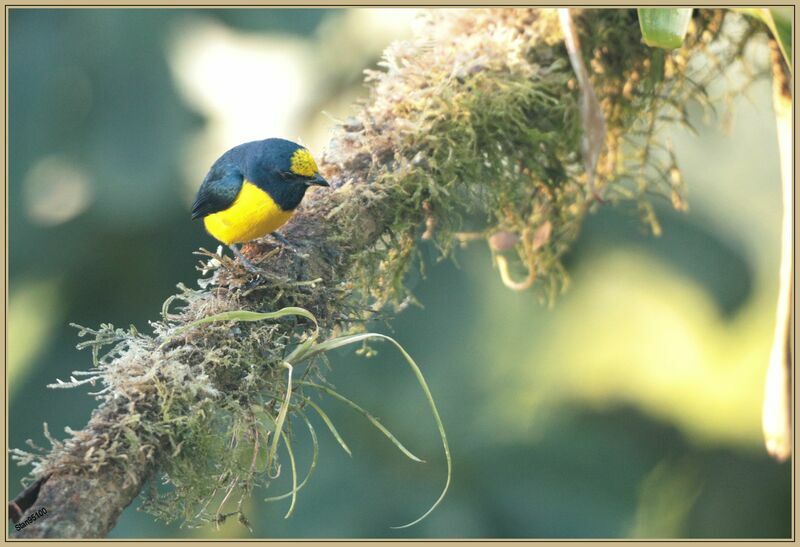 Spot-crowned Euphonia male adult breeding