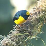 Spot-crowned Euphonia