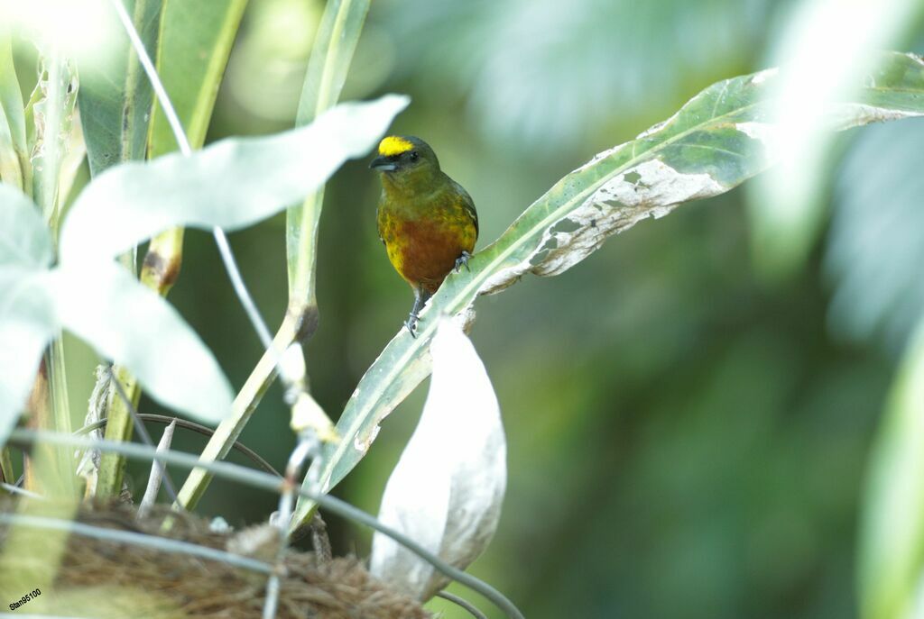 Olive-backed Euphonia male adult