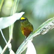 Olive-backed Euphonia