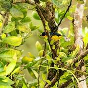 Violaceous Euphonia