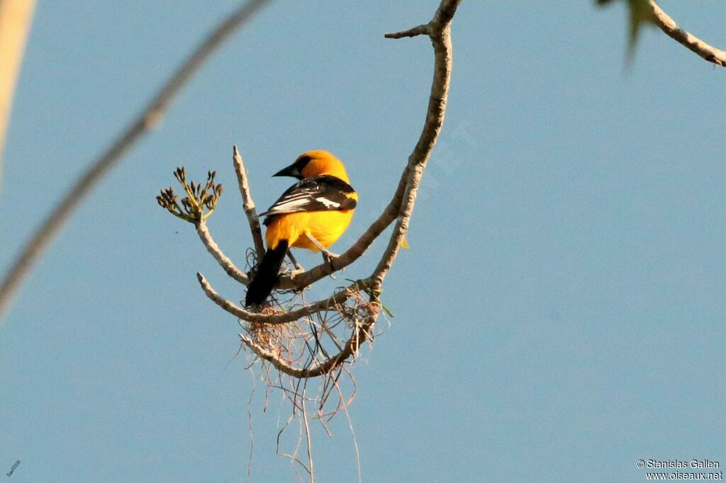 Altamira Oriole male adult breeding