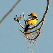 Oriole à gros bec