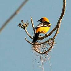 Oriole à gros bec