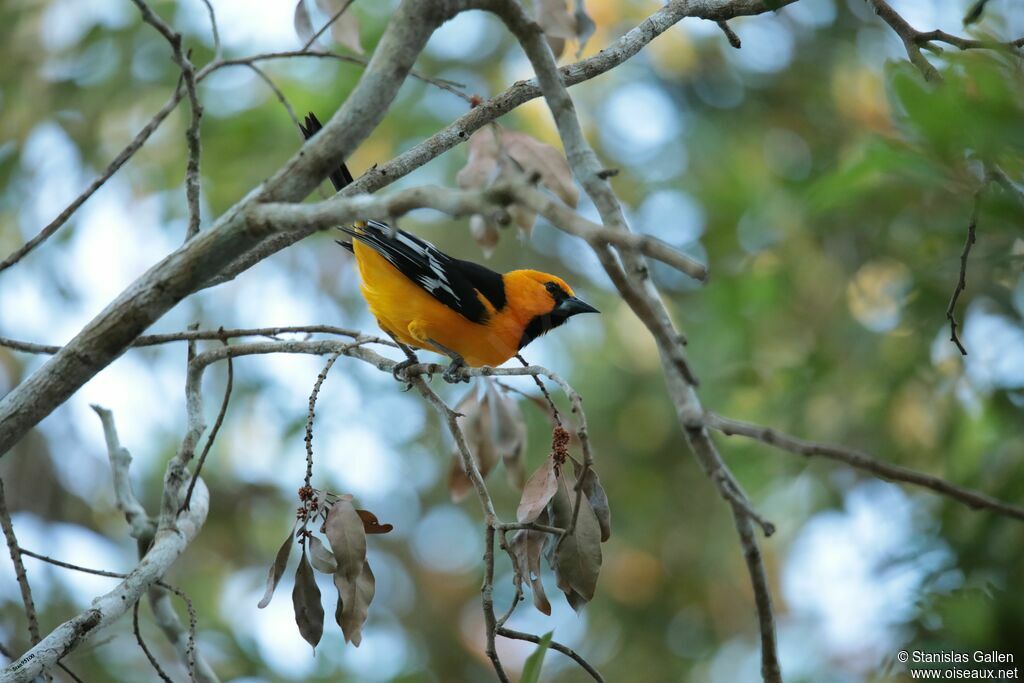 Oriole à gros bec mâle adulte nuptial