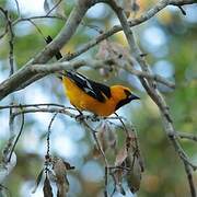 Oriole à gros bec