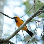 Oriole à gros bec