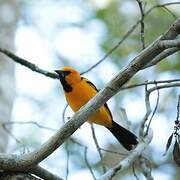 Altamira Oriole