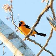 Oriole à gros bec