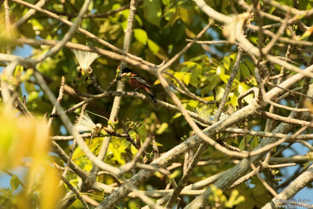 Oriole des vergersadulte nuptial