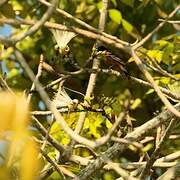 Orchard Oriole