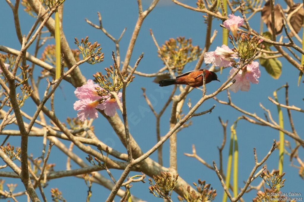 Oriole des vergers mâle adulte nuptial