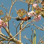 Oriole des vergers