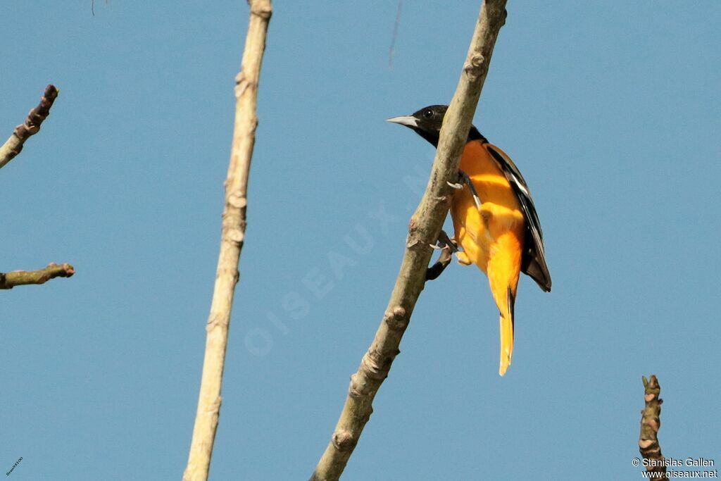 Oriole du Nordadulte nuptial