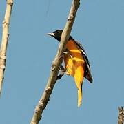 Oriole du Nord