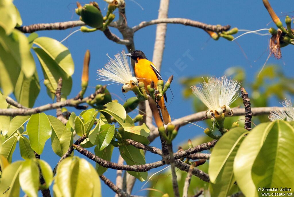 Oriole du Nordadulte