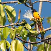 Baltimore Oriole