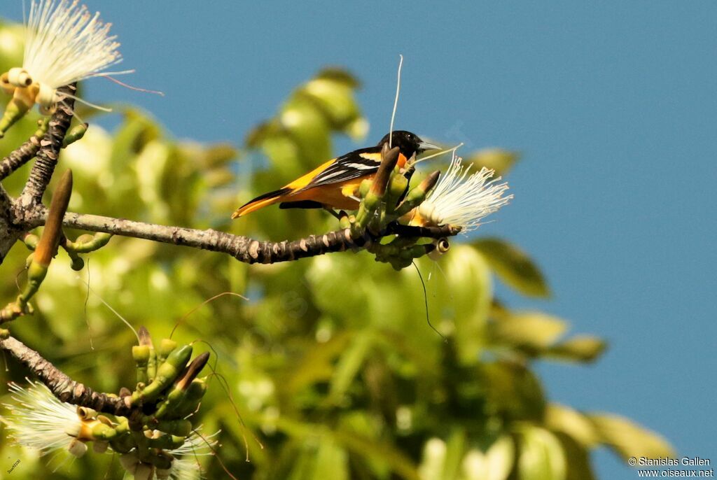 Baltimore Orioleadult breeding