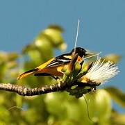 Baltimore Oriole