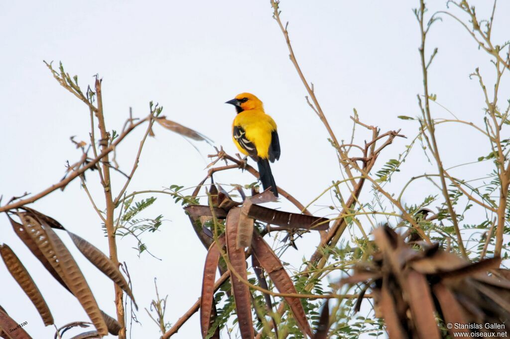 Oriole jaune mâle adulte nuptial