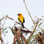 Oriole jaune