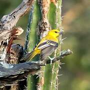 Oriole jaune