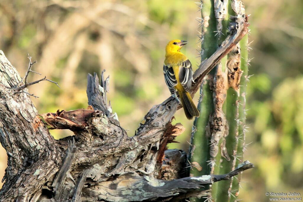 Oriole jauneadulte transition