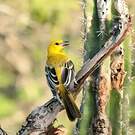 Oriole jaune