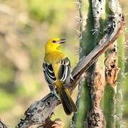 Yellow Oriole