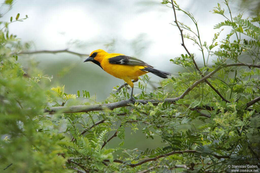 Oriole jaune mâle adulte nuptial