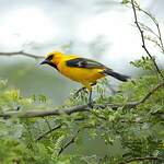 Oriole jaune