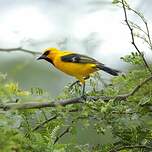 Oriole jaune