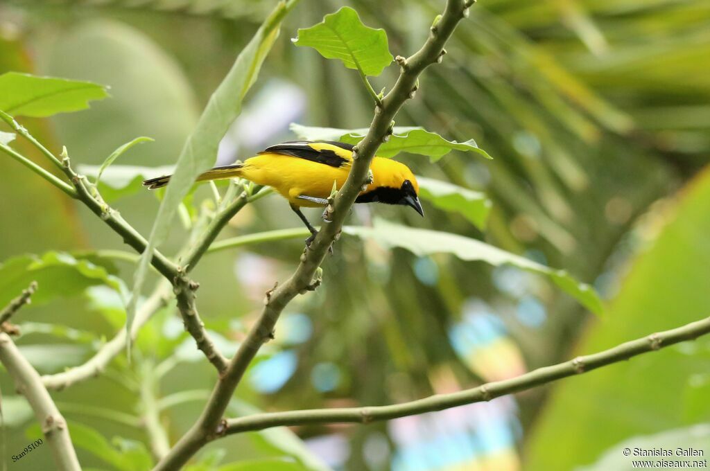 Oriole leucoptèreadulte nuptial