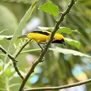 White-edged Oriole