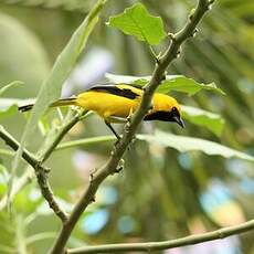 Oriole leucoptère