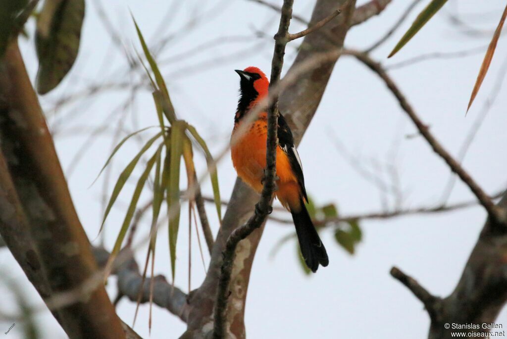 Oriole maculé mâle adulte nuptial