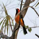 Oriole maculé