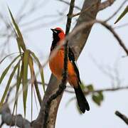 Spot-breasted Oriole