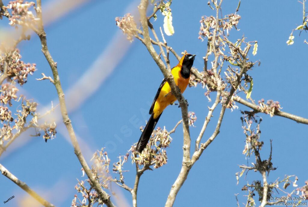 Oriole masqué mâle adulte nuptial