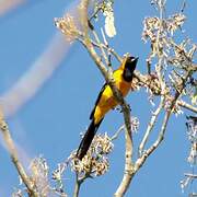 Oriole masqué