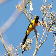 Oriole masqué