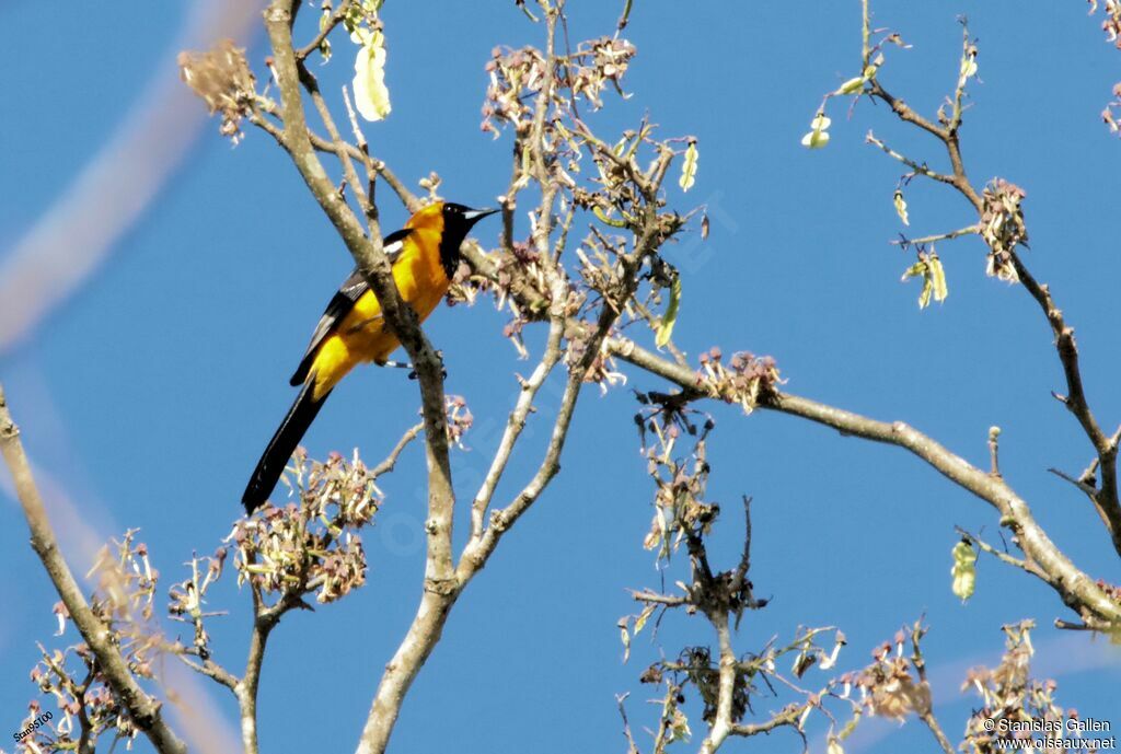 Hooded Oriole male adult breeding