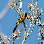 Oriole masqué