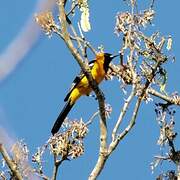 Oriole masqué