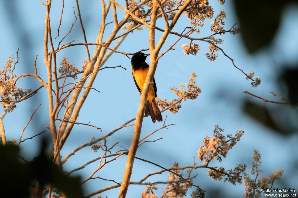 Oriole monacal mâle adulte